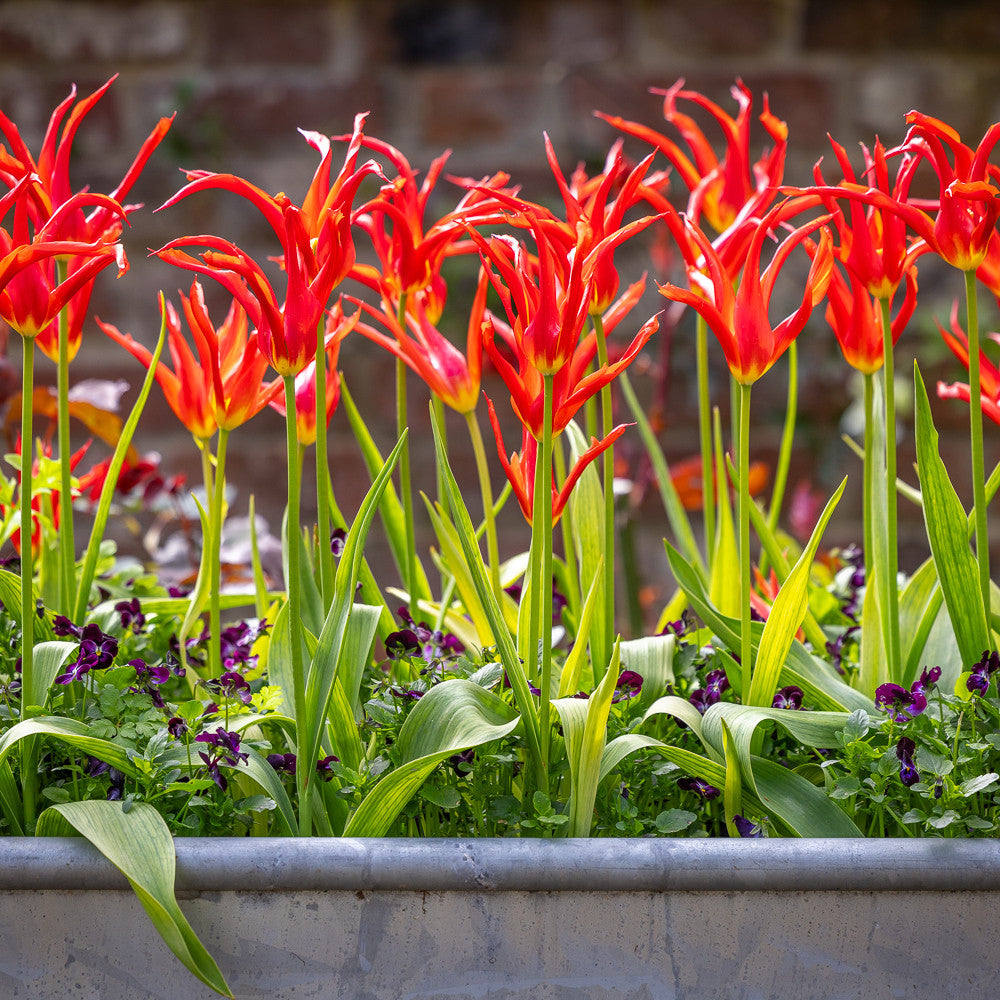 Tulip 'Go Go Red'