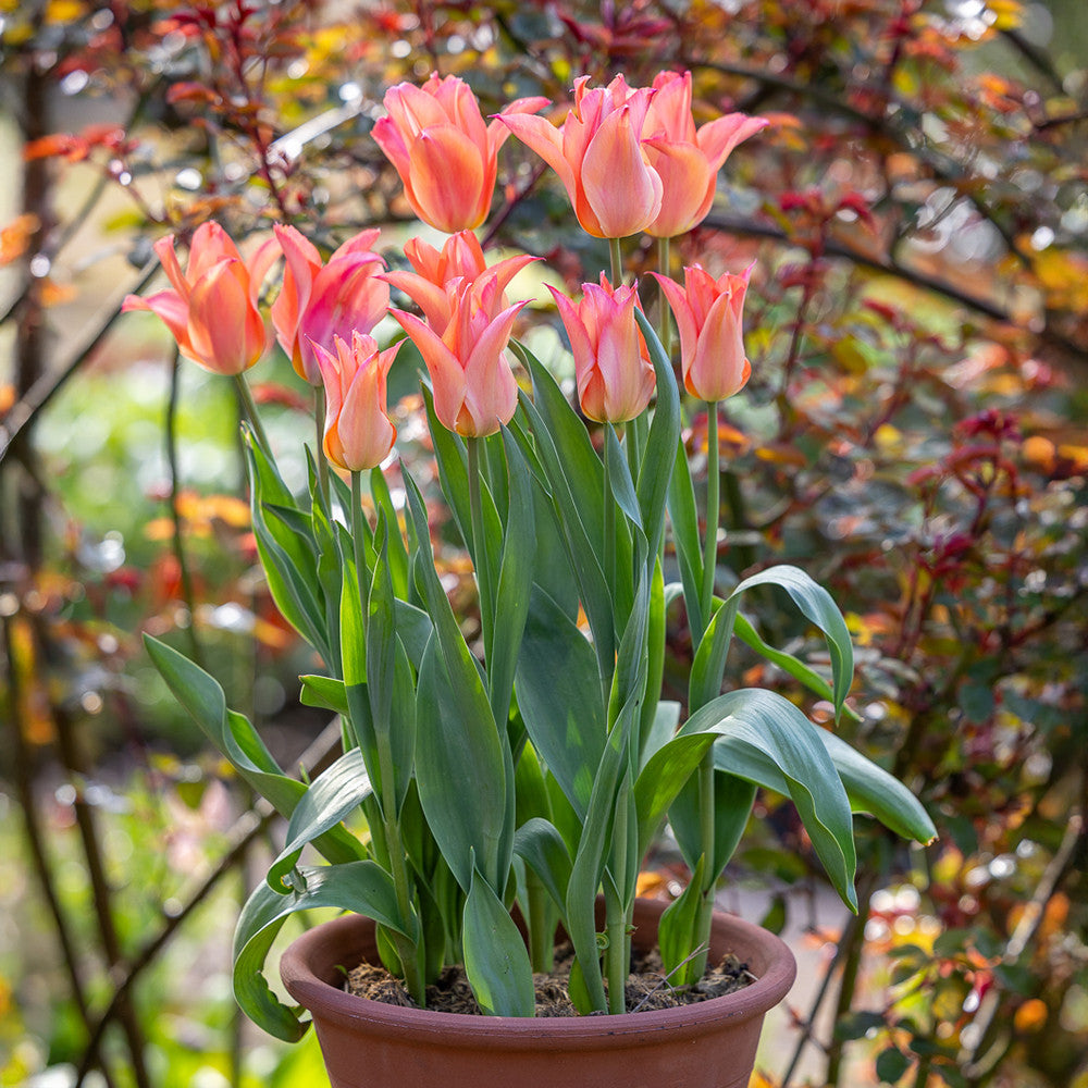 Tulip 'Marianne'