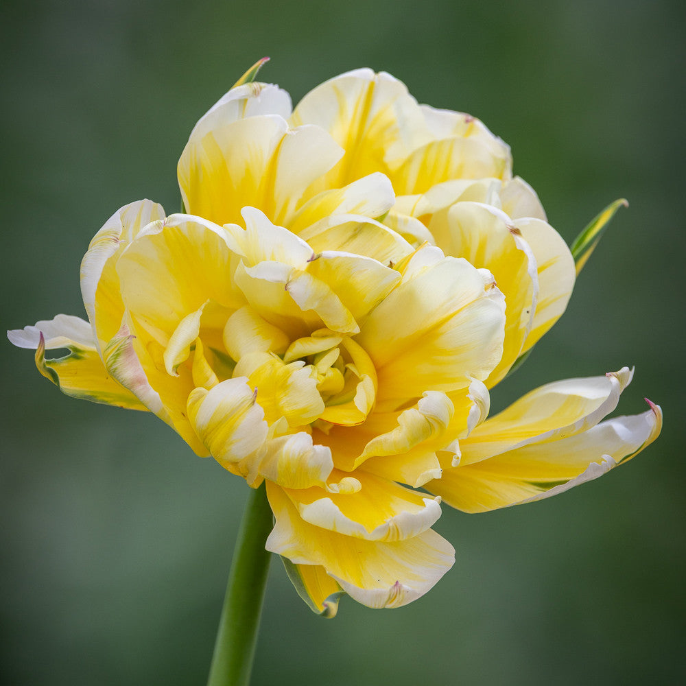 Tulip 'Sweet Valley'