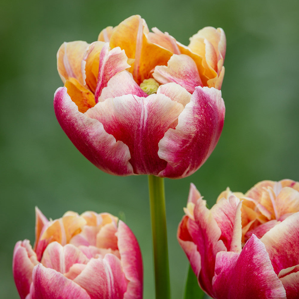 Tulip 'Verona Sunrise'