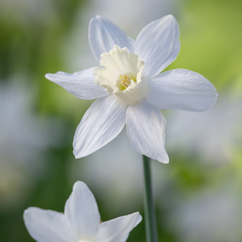Narcissus 'Snow Baby'