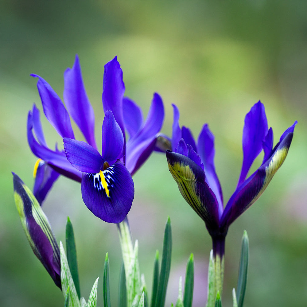 Iris reticulata 'Blue Note'
