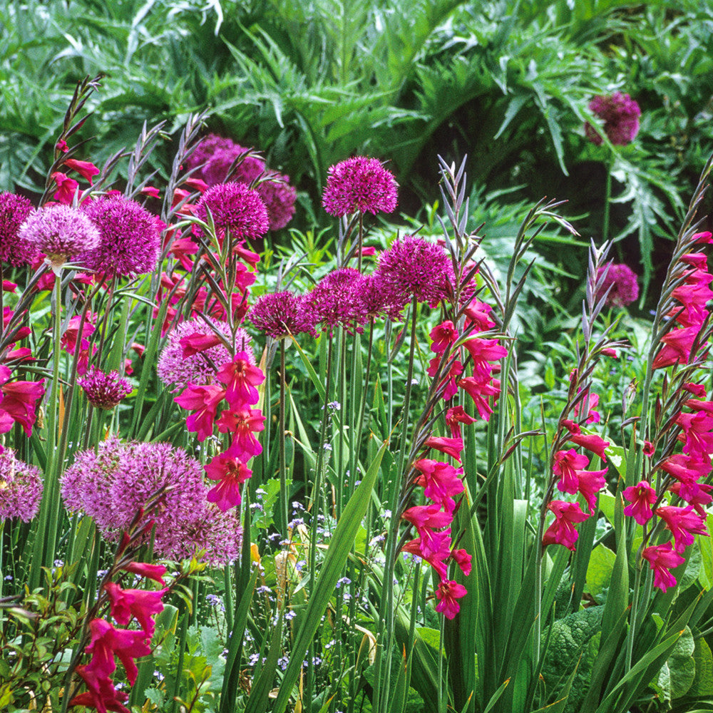 Gladiolus and Allium Pairing