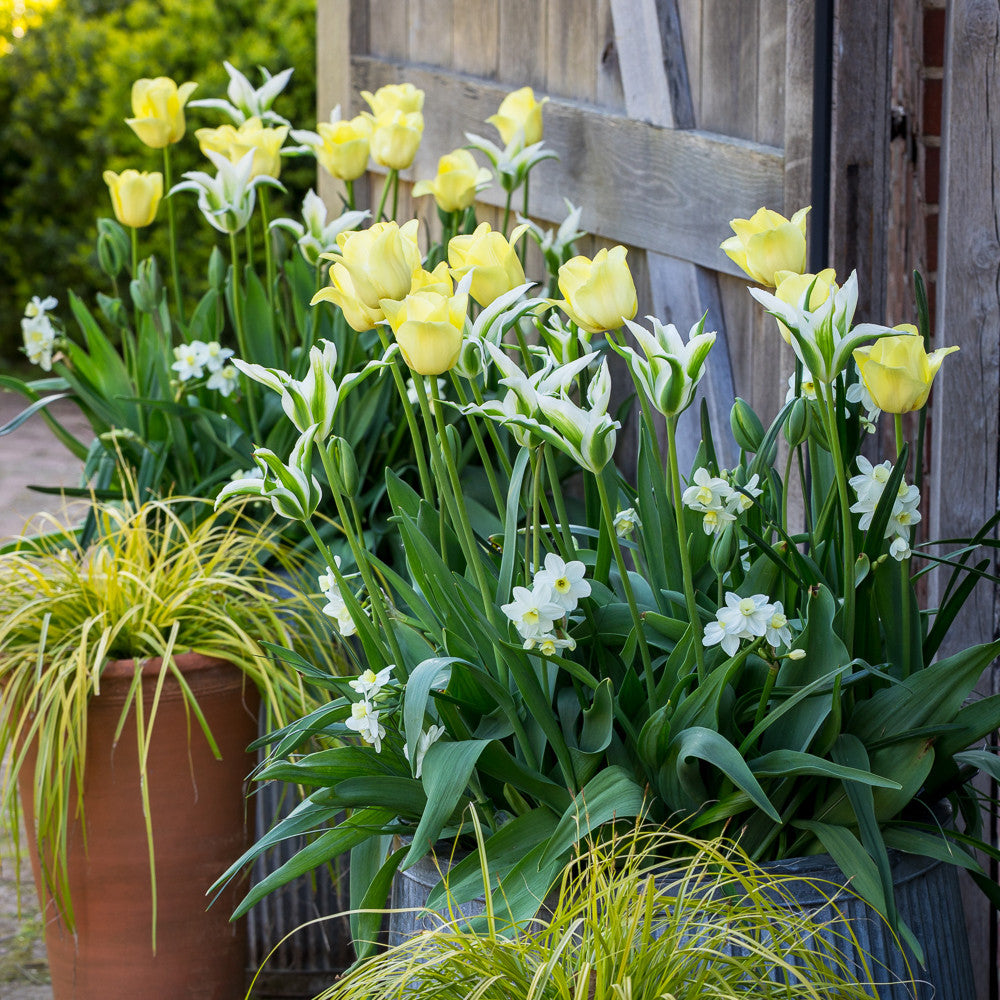 White & Cream Bulb Lasagne Collection