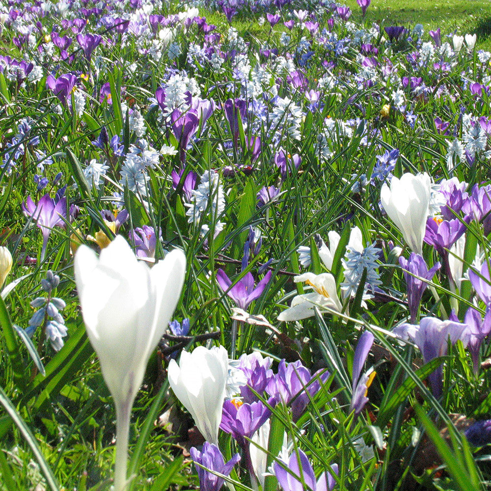 Leiden Gardenscape Mix