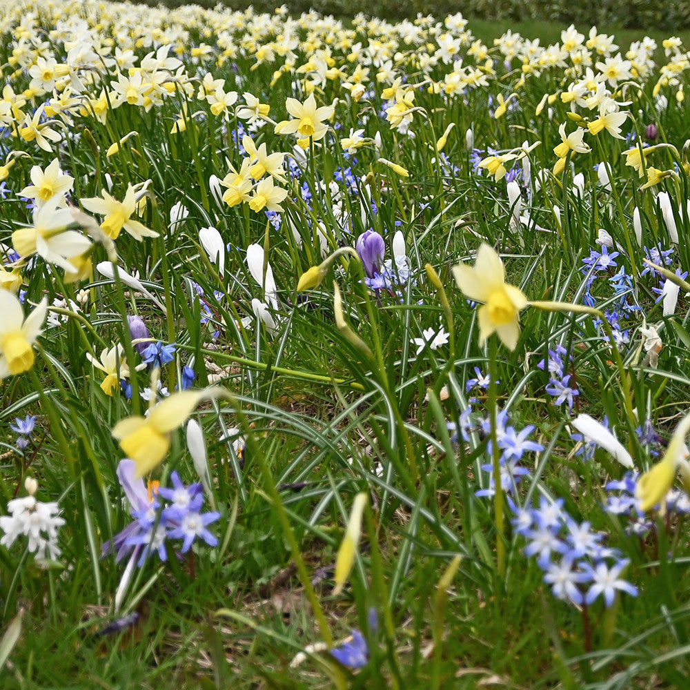 Leiden Gardenscape Mix