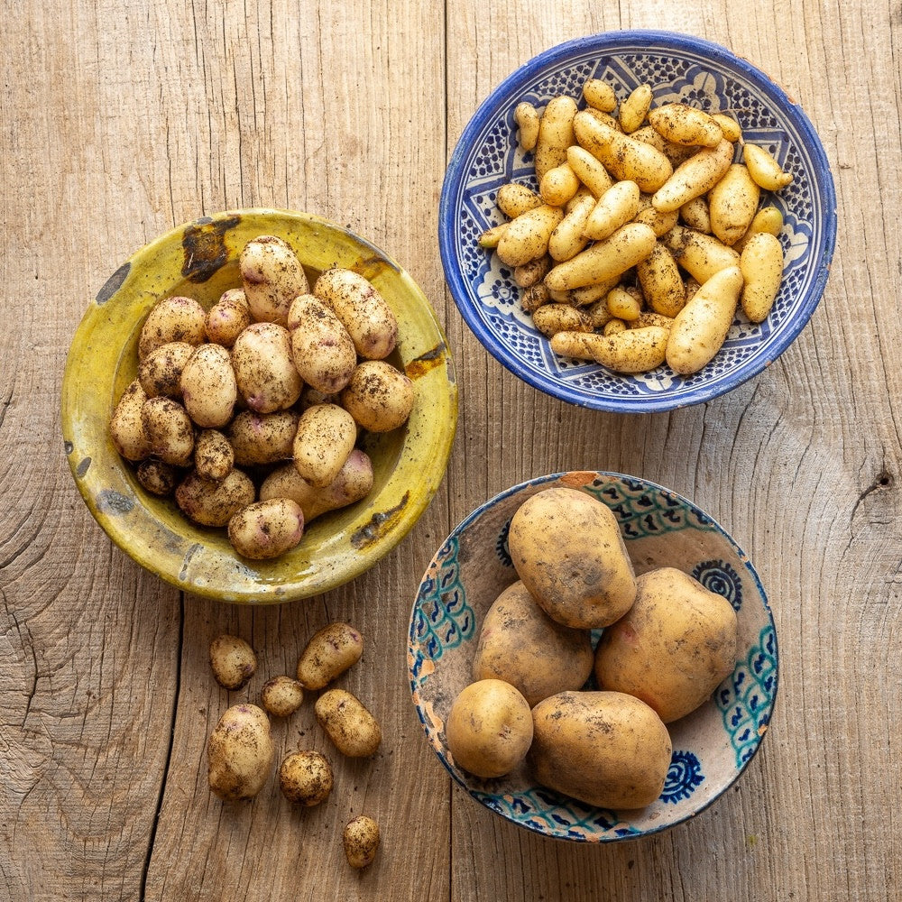 Sarah's Favourite Early to Mid-Season Salad Potato Collection