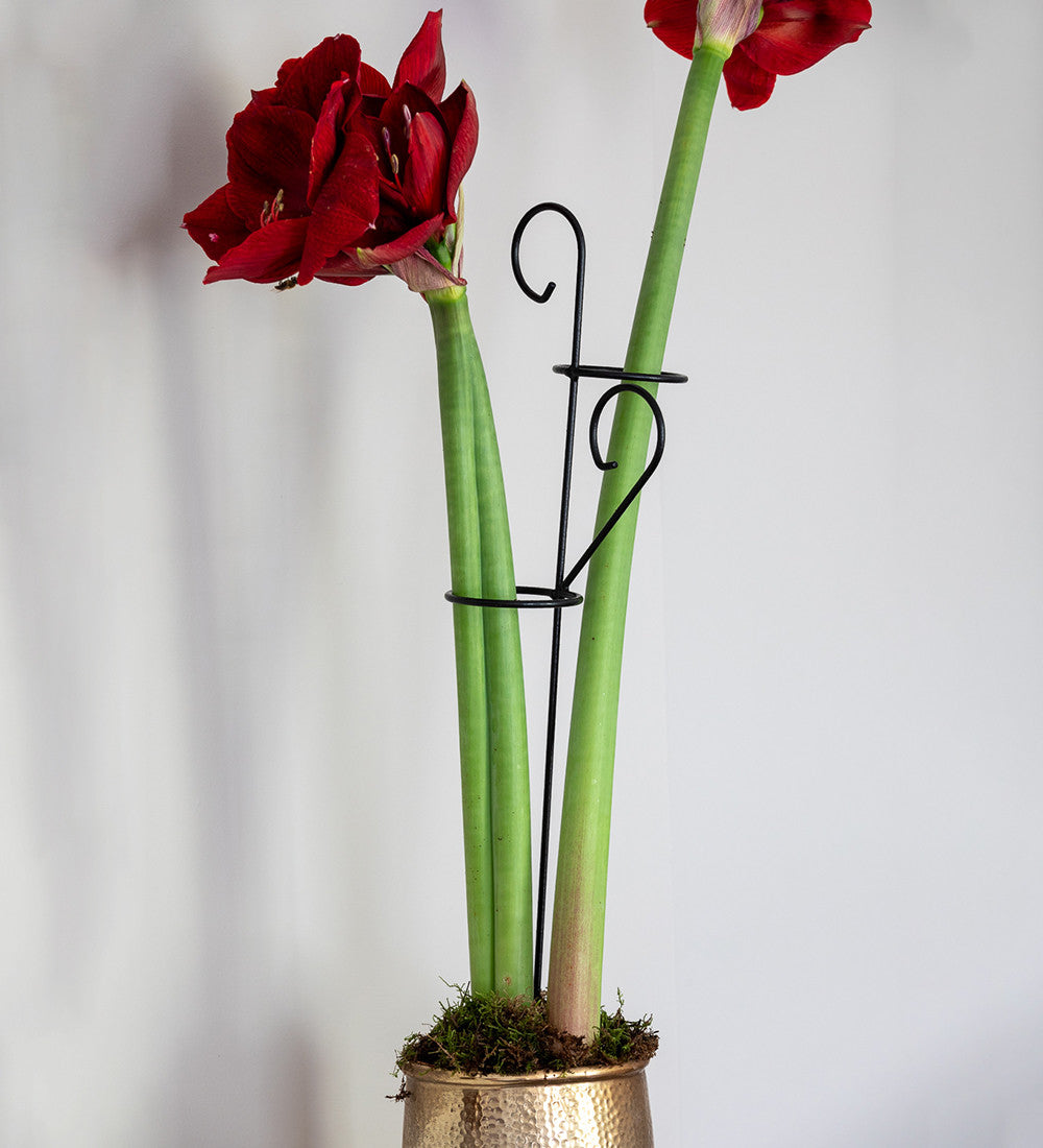 Decorative Amaryllis Support