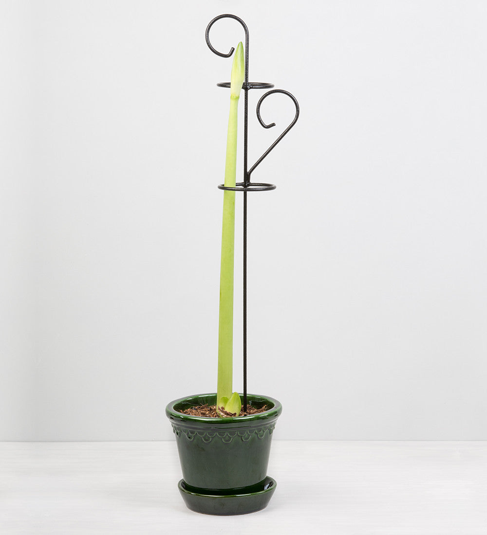 Decorative Amaryllis Support