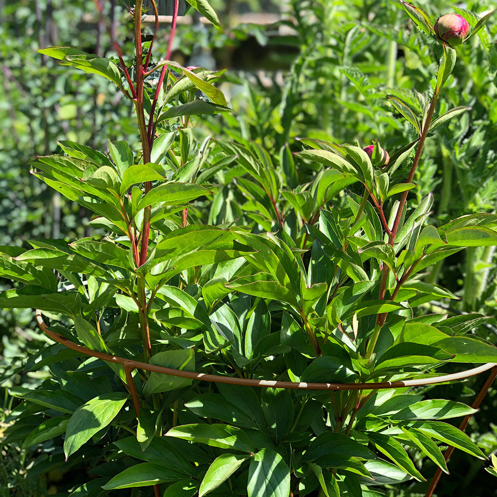 Fluted Peony Support