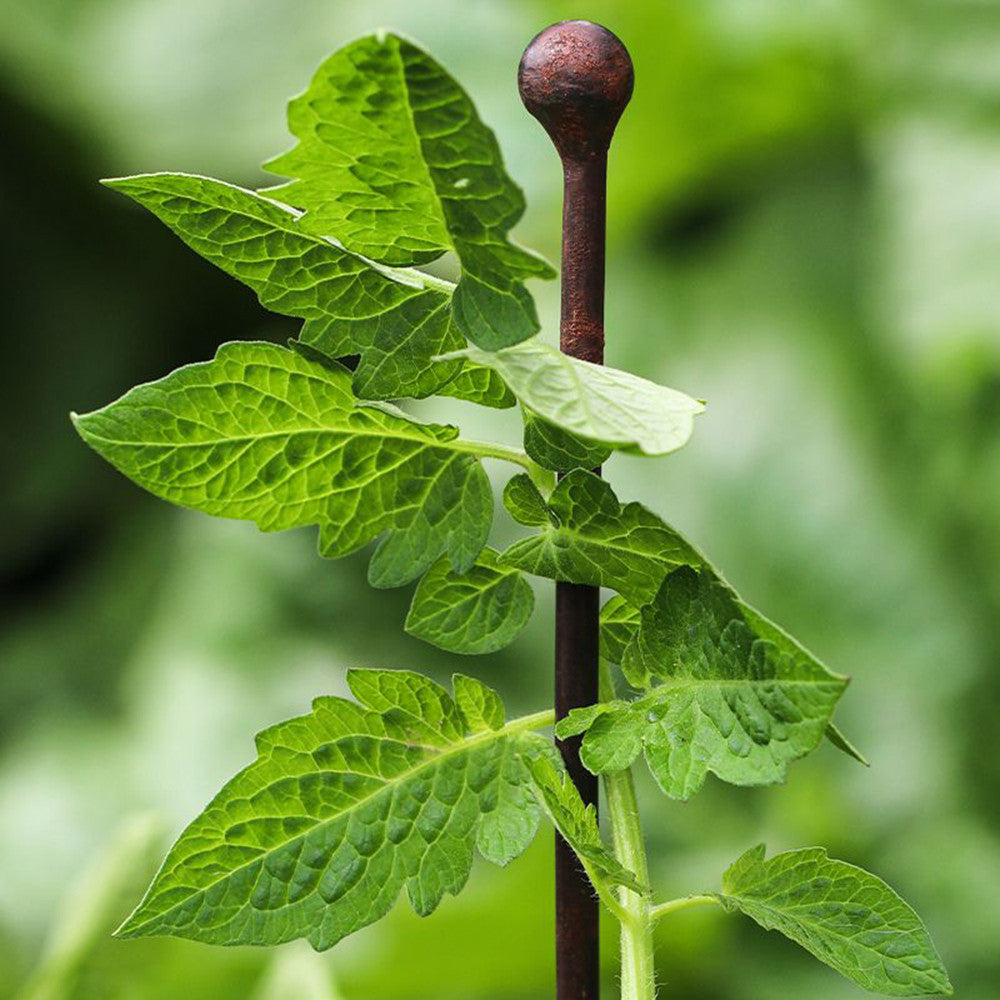 Slimline Plant Stakes