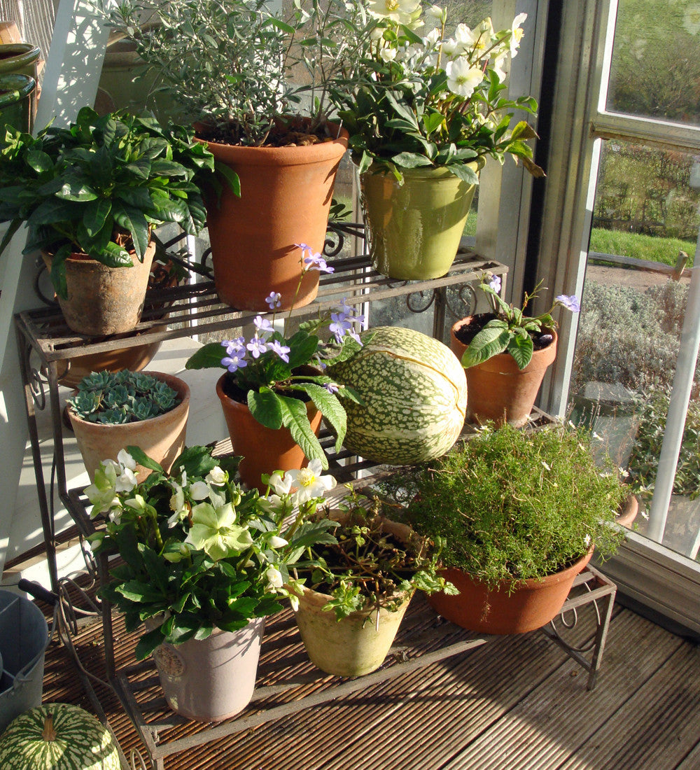 Plant Theatre