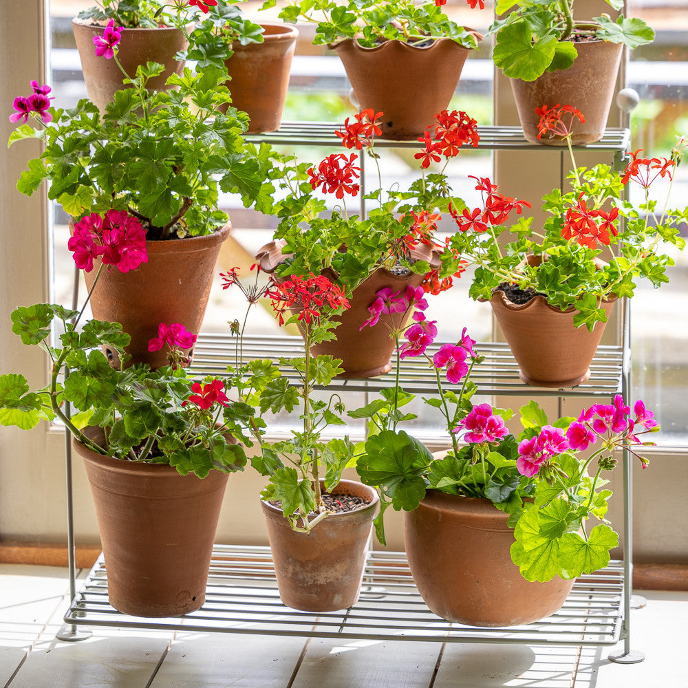 Elegant Plant Theatre