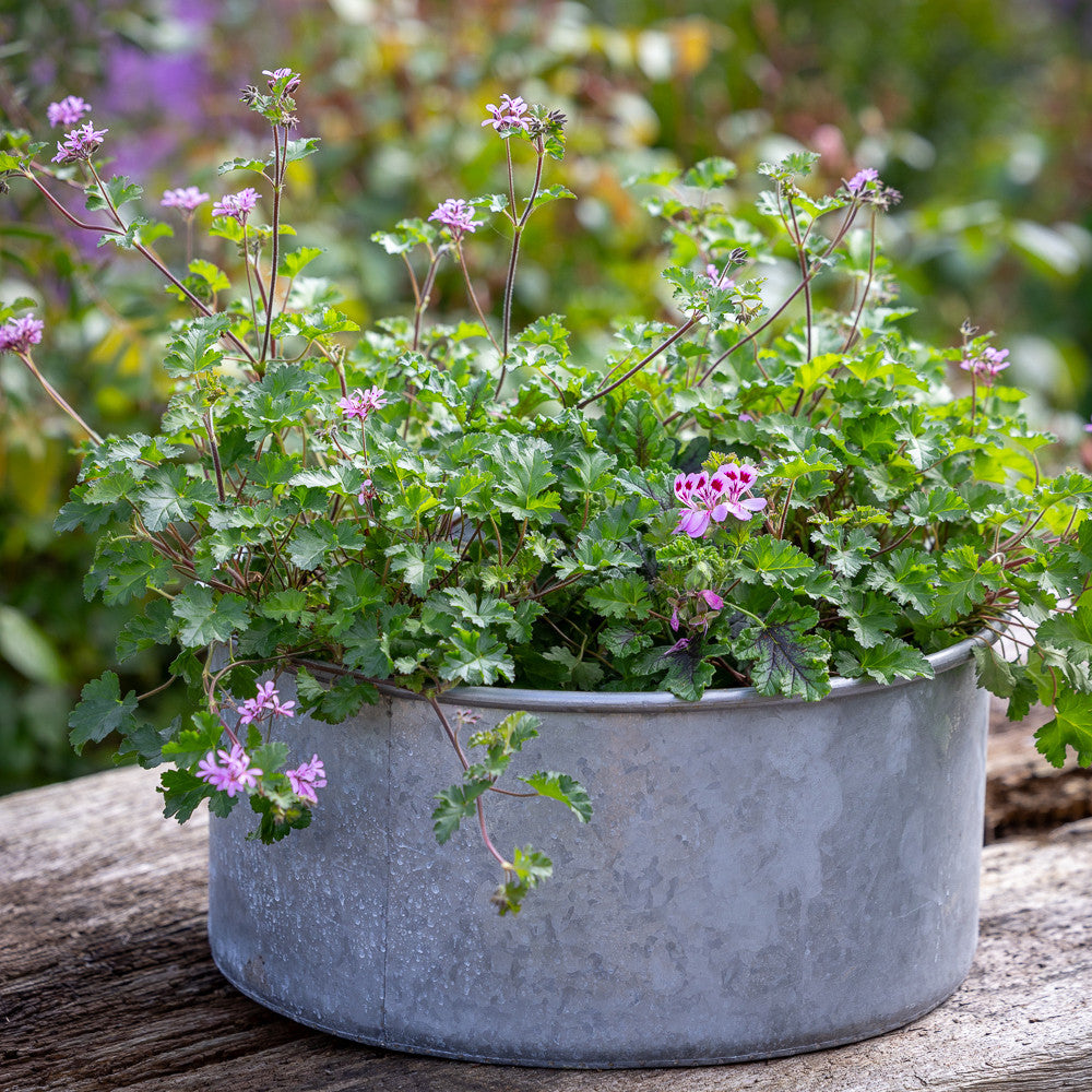 Vintage Look Zinc Bowl
