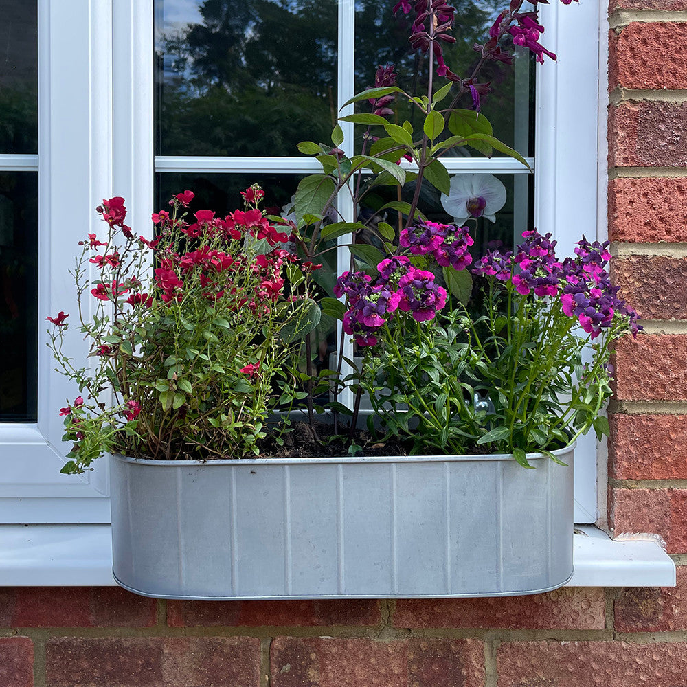 Hoxton Windowboxes