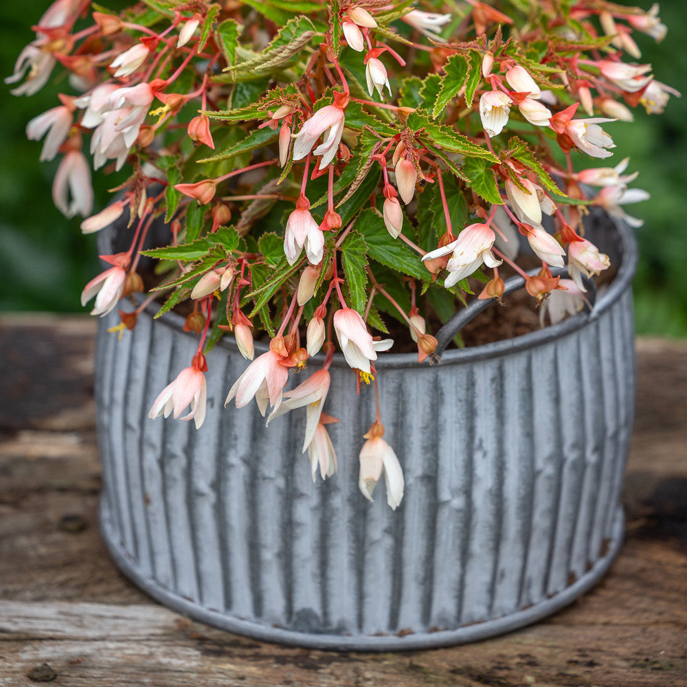 Ribbed Zinc Belly Planters
