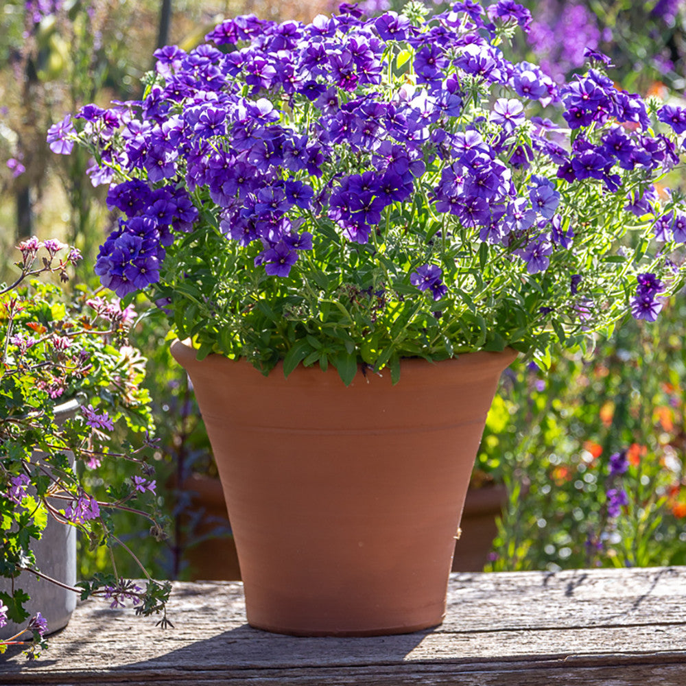 Classic Terracotta Pots