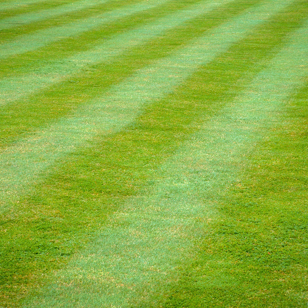 Lawn Protection Nematodes