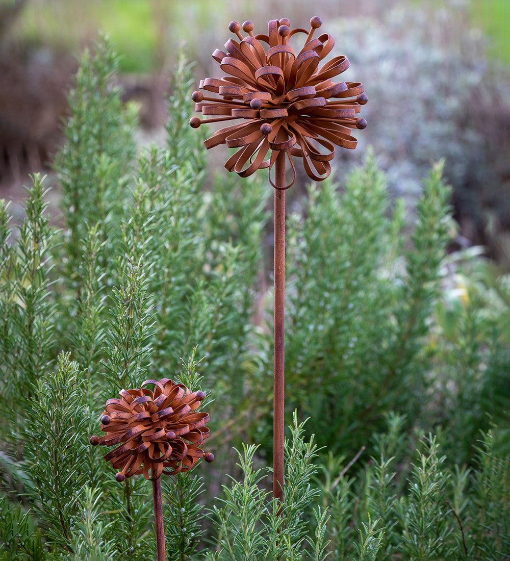 Dahlia on Stake