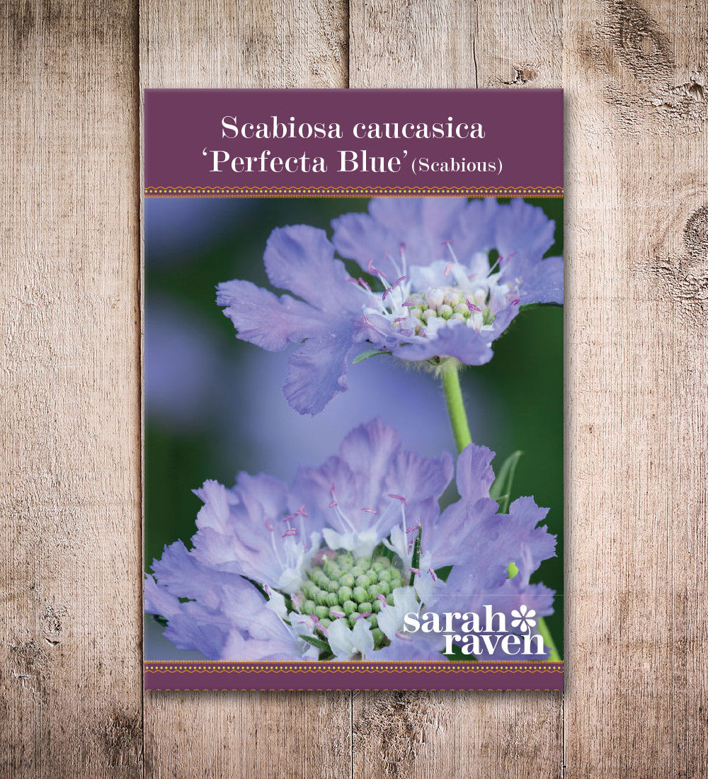 Scabiosa caucasica 'Perfecta Blue'