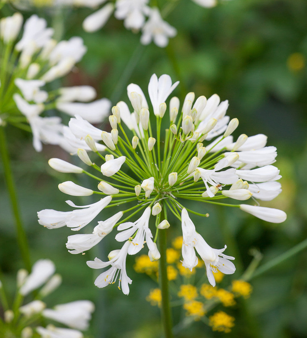Agapanthus 'White Heaven'