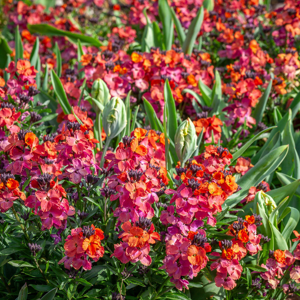 Erysimum 'Winter Orchid'