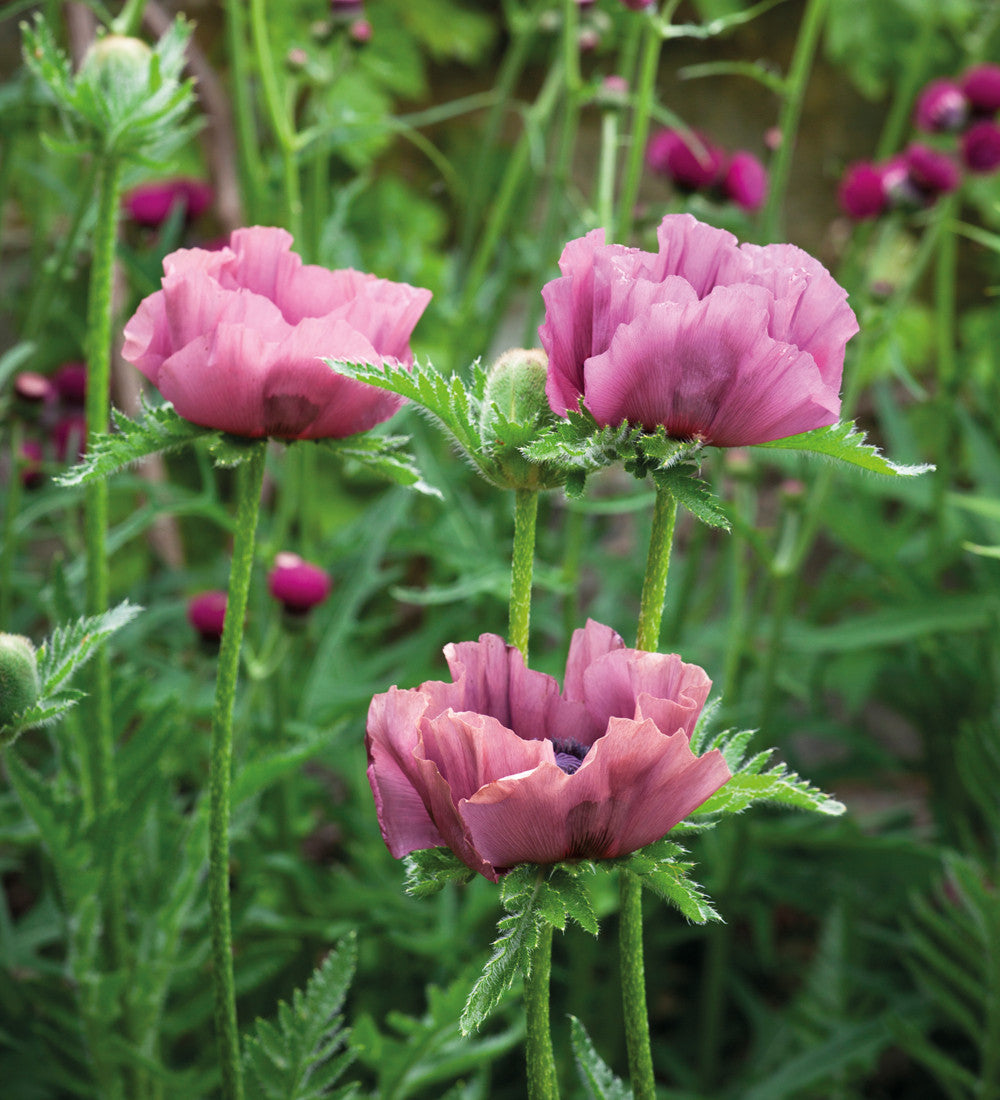 Papaver orientale 'Patty's Plum'