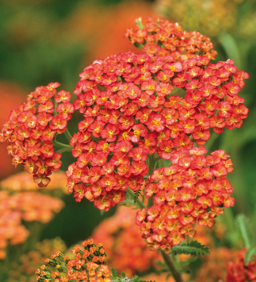 Achillea millefolium 'Terracotta'