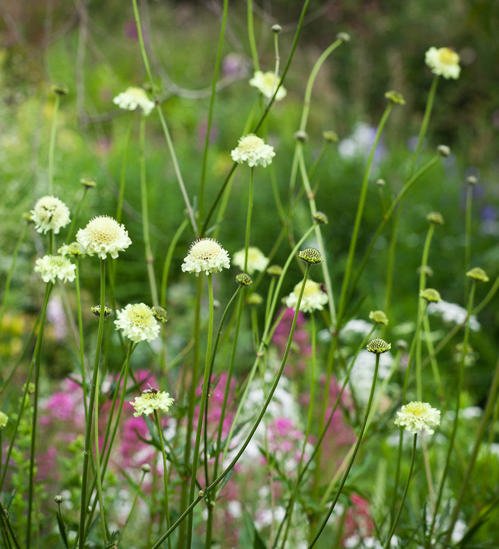 Cephalaria gigantea