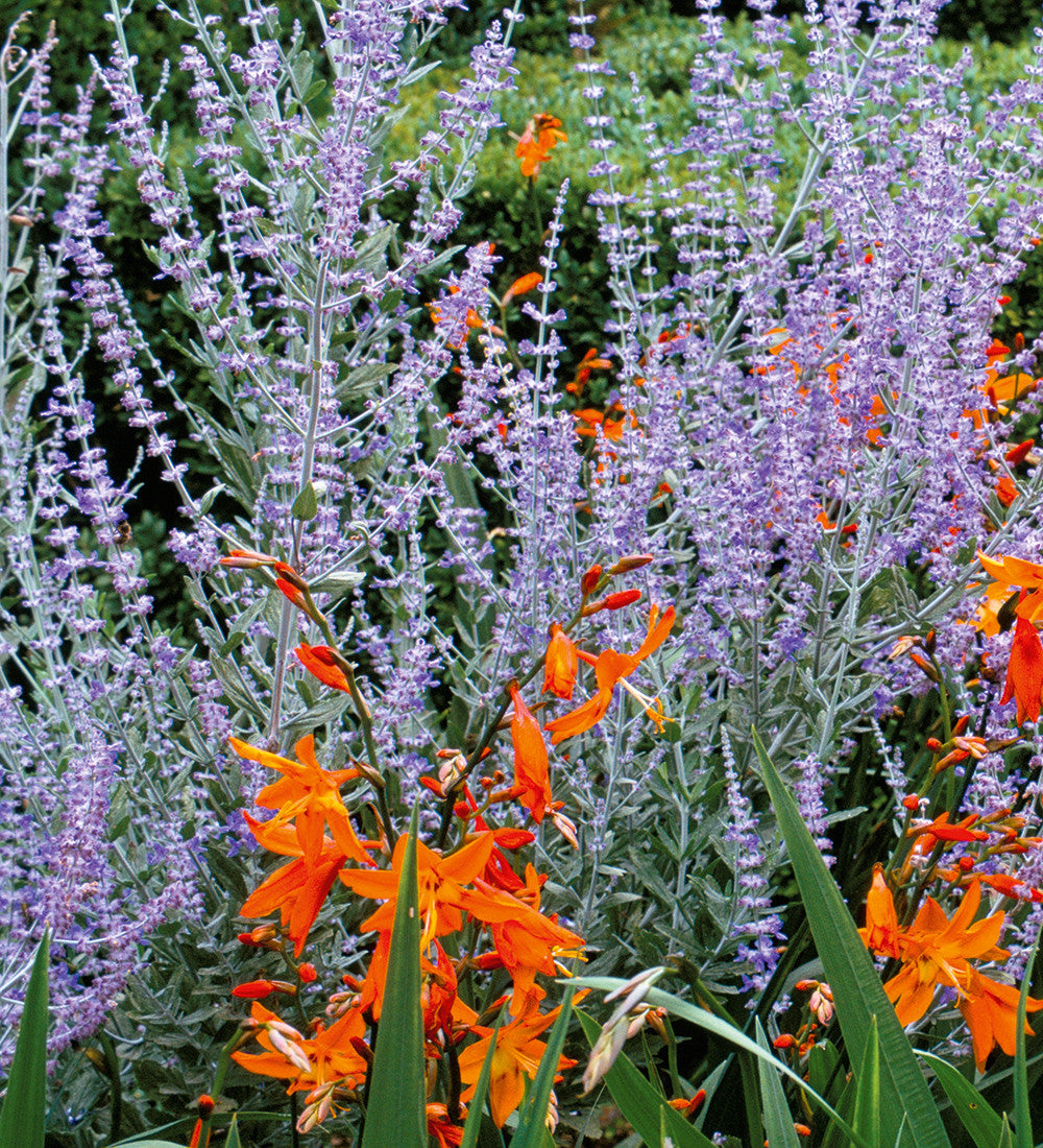 Perovskia 'Blue Spire' (syn.Salvia yangii 'Blue Spire')