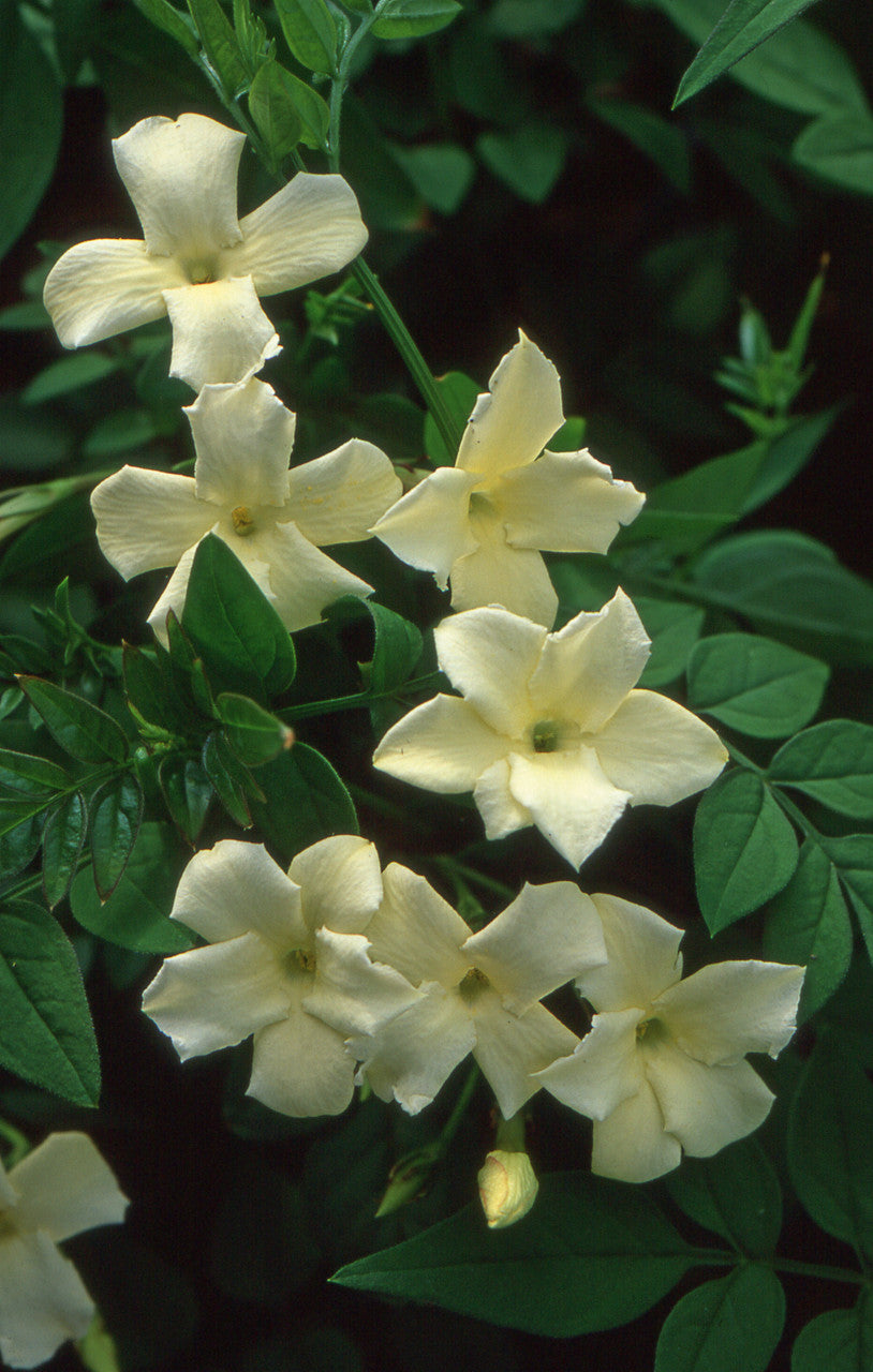 Jasminum officinale 'Clotted Cream'