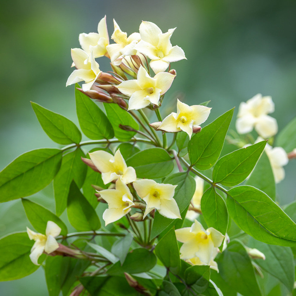 Jasminum officinale 'Clotted Cream'