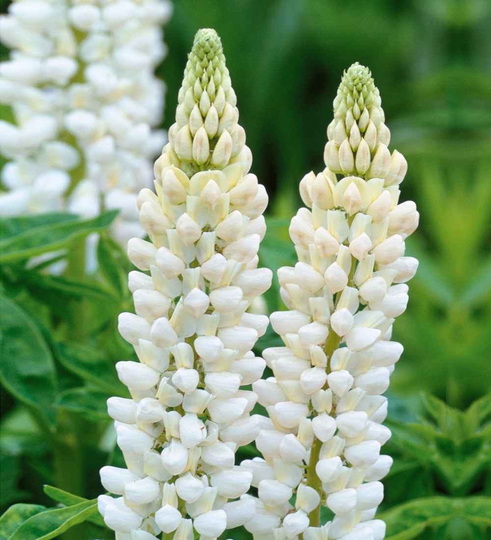 Lupinus 'Noble Maiden' (Band of Nobles Series)