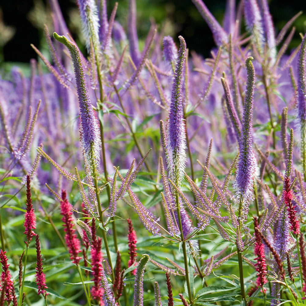 Veronicastrum virginicum 'Fascination'