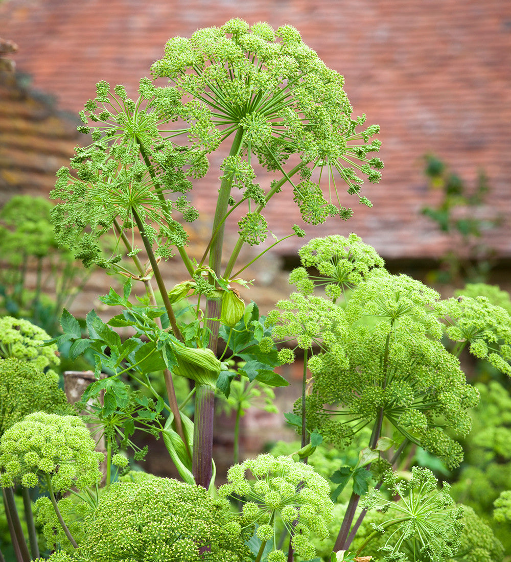 Angelica archangelica