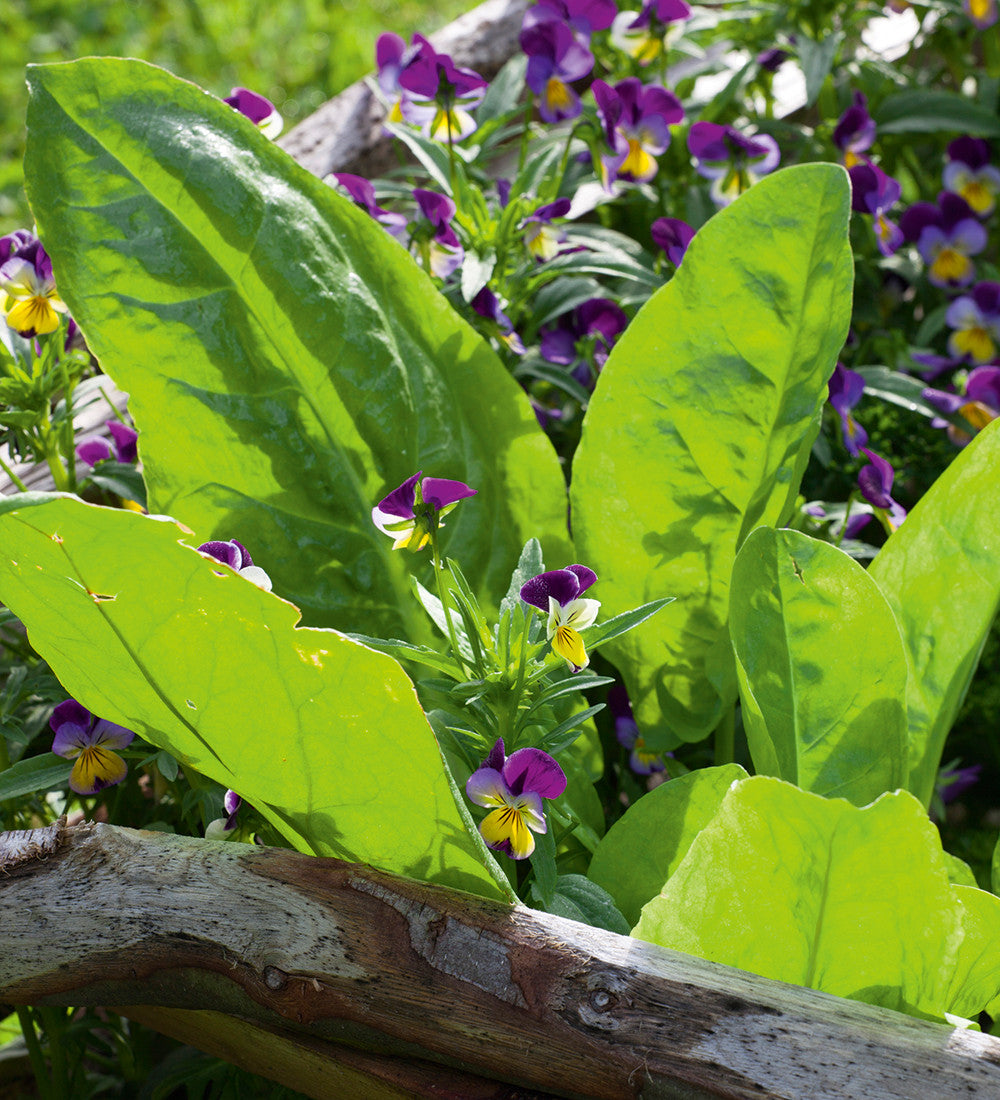 French Sorrel (Rumex acetosa ‘De Belleville’)