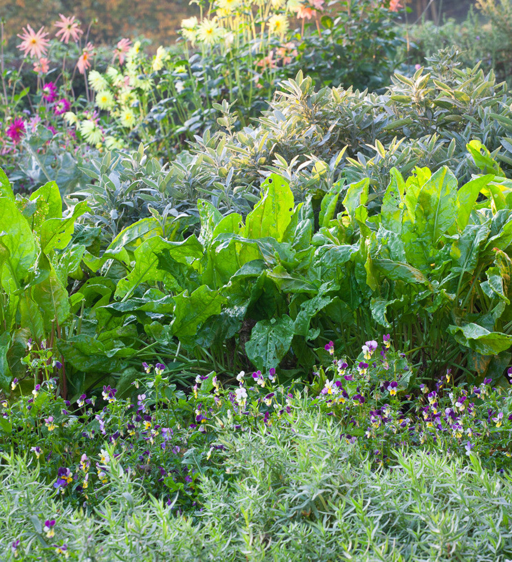 French Sorrel (Rumex acetosa ‘De Belleville’)