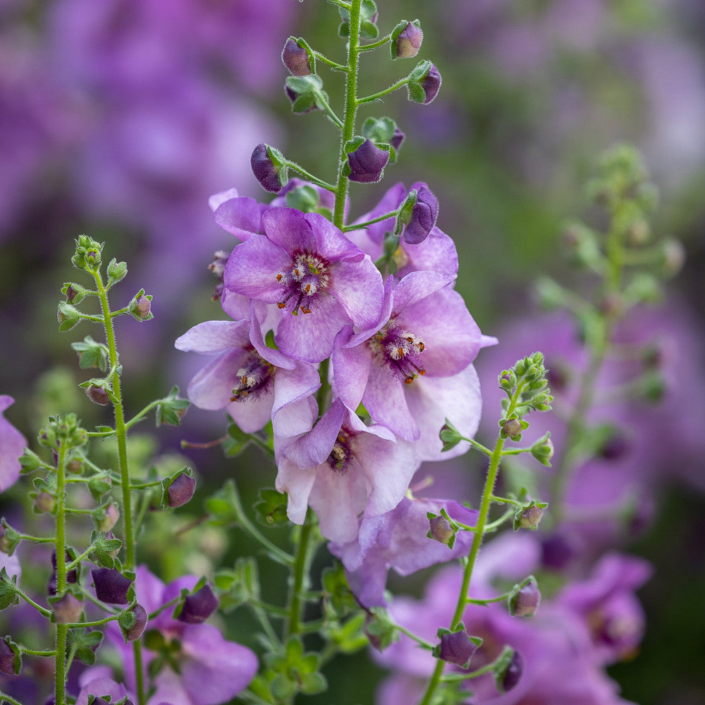 Verbascum 'Sugar Plum'