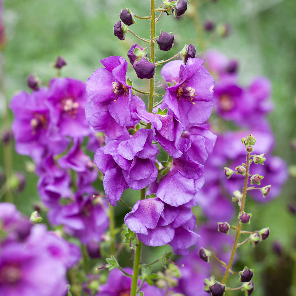 Verbascum 'Sugar Plum'