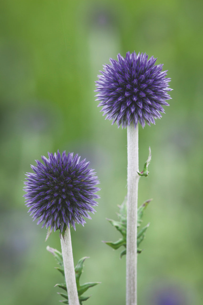 Echinops ritro 'Veitch's Blue'