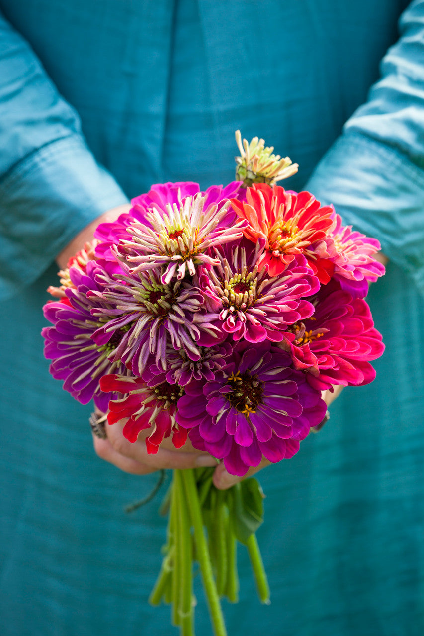 Deep Zinnia Collection/Mix