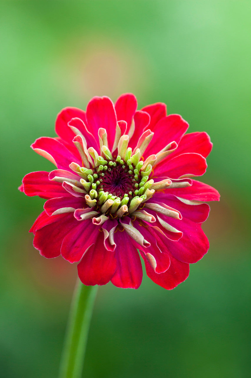 Deep Zinnia Collection/Mix