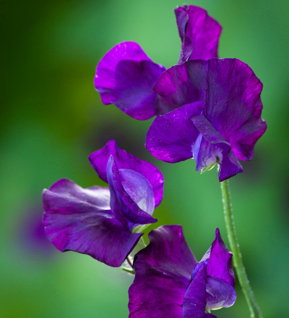 The Ultimate Sweet Pea Collection