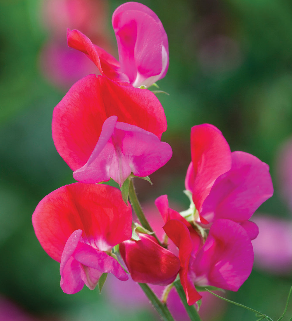 The Ultimate Sweet Pea Collection