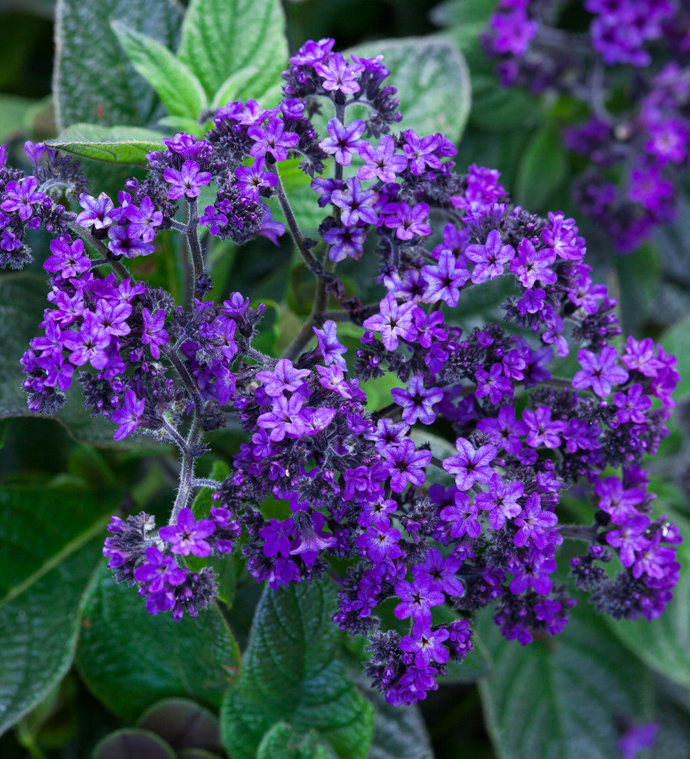 Heliotropium arborescens 'Midnight Sky'