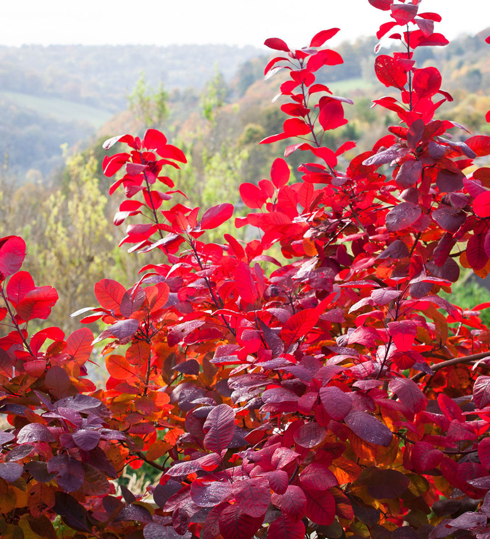 Cotinus x dummeri 'Grace'