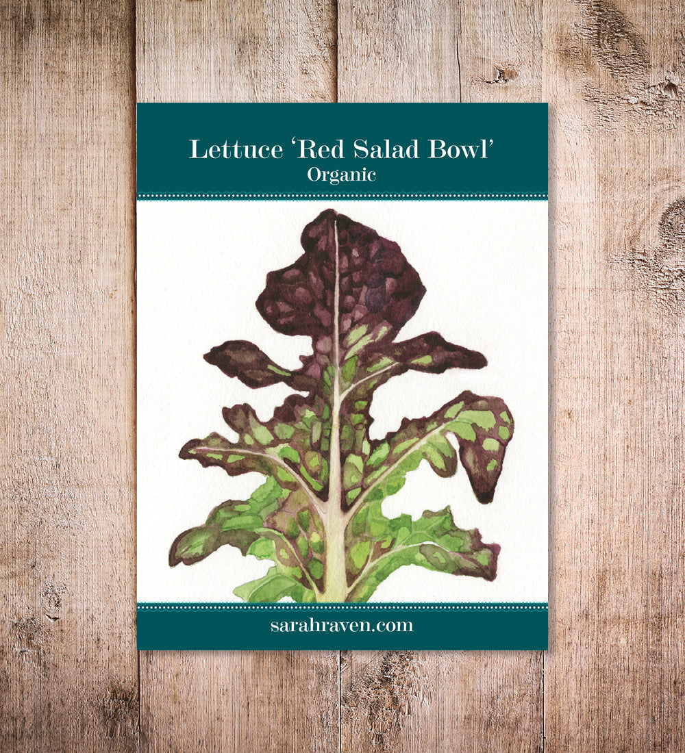 Lettuce 'Red Salad Bowl'