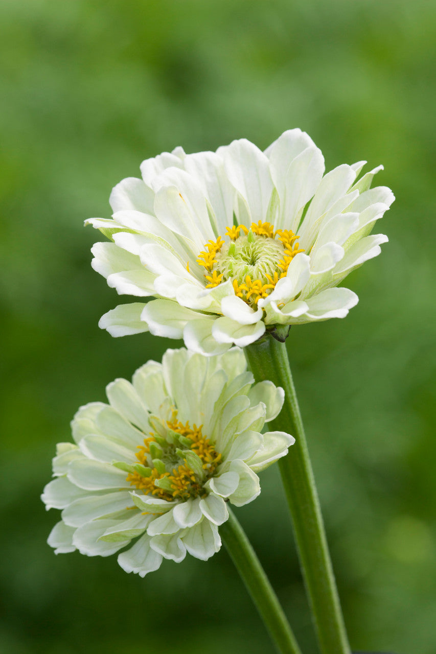 Zinnia elegans 'Benary's Giant White'