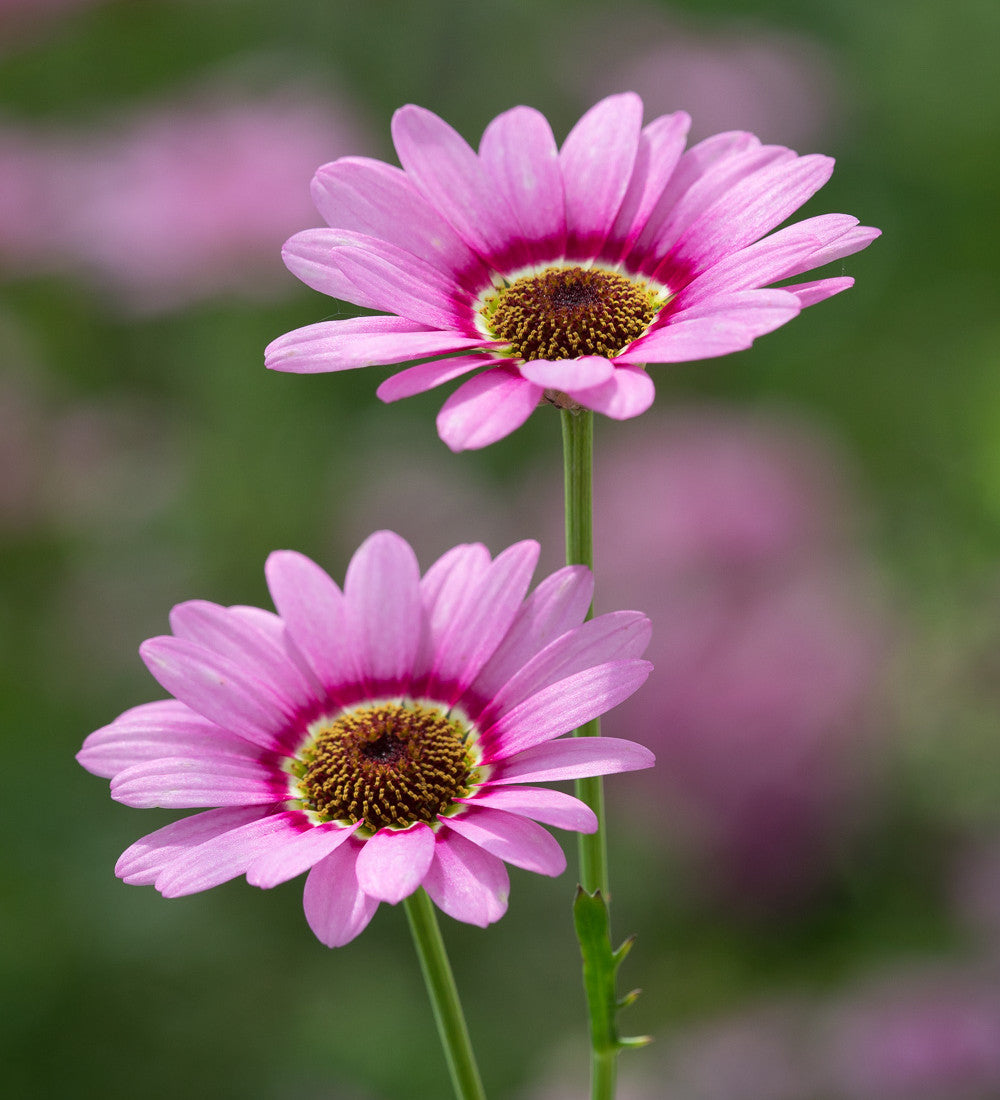 Argyranthemum frutescens 'Grandaisy Pink Halo'