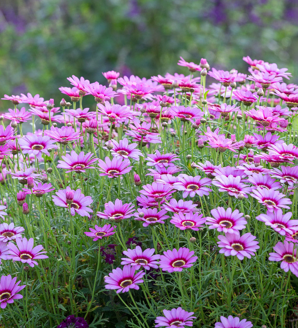 Argyranthemum frutescens 'Grandaisy Pink Halo'